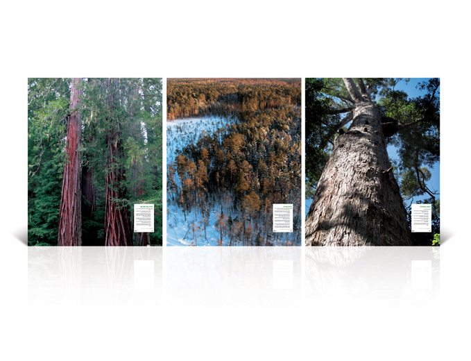 תערוכת עץ ועצה בגן הבוטני ירושלים - פוסטר מידע